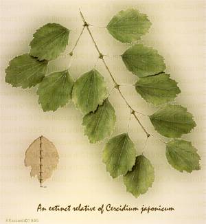 Extinct Cercidium japonicum