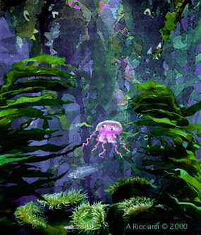 Jake in the kelp forest