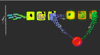 Malaria: sexual reproduction phase 